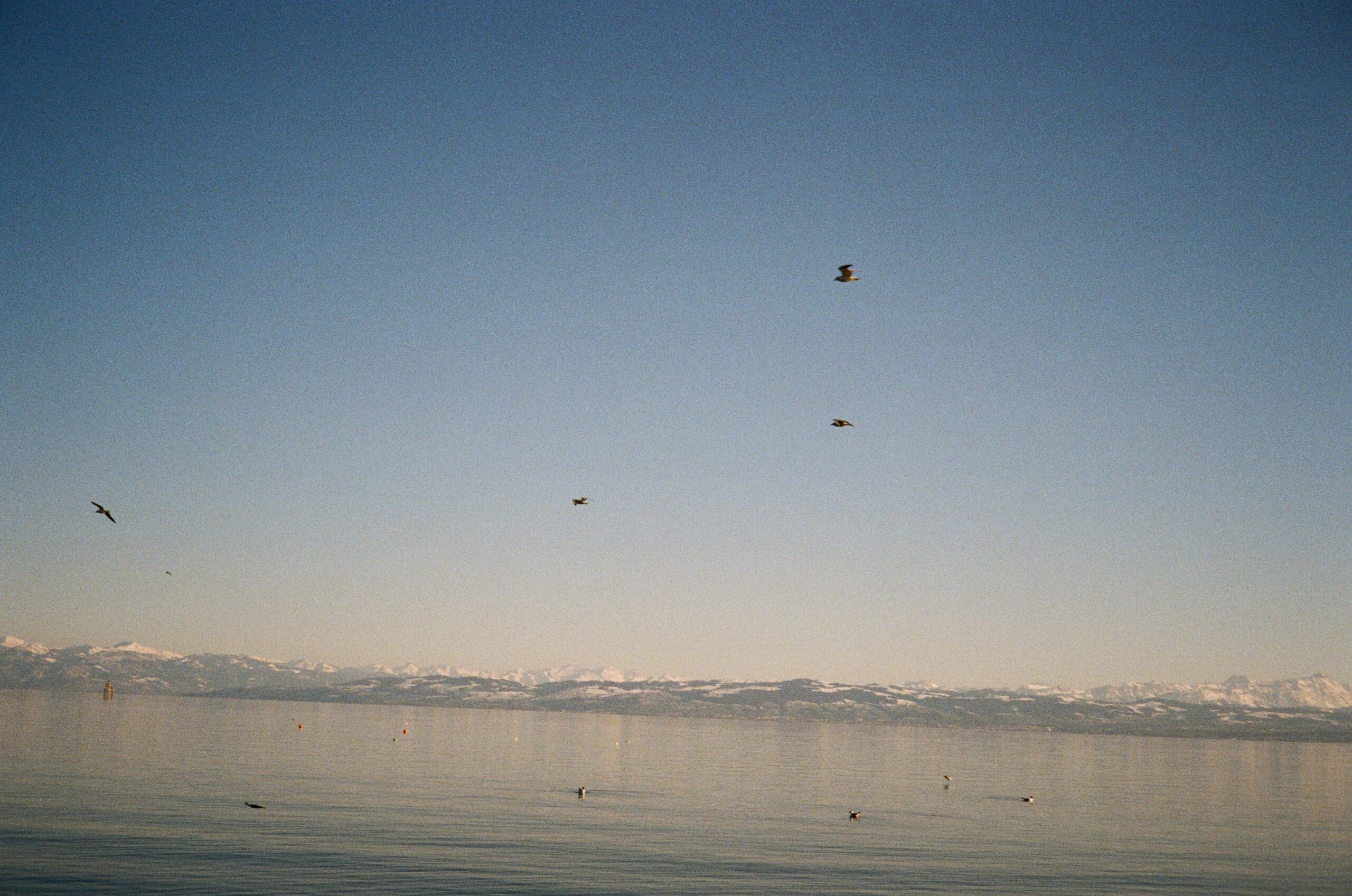 Bodensee Blick auf schweizer schneebedeckte Berge